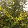 Сливы и виноград