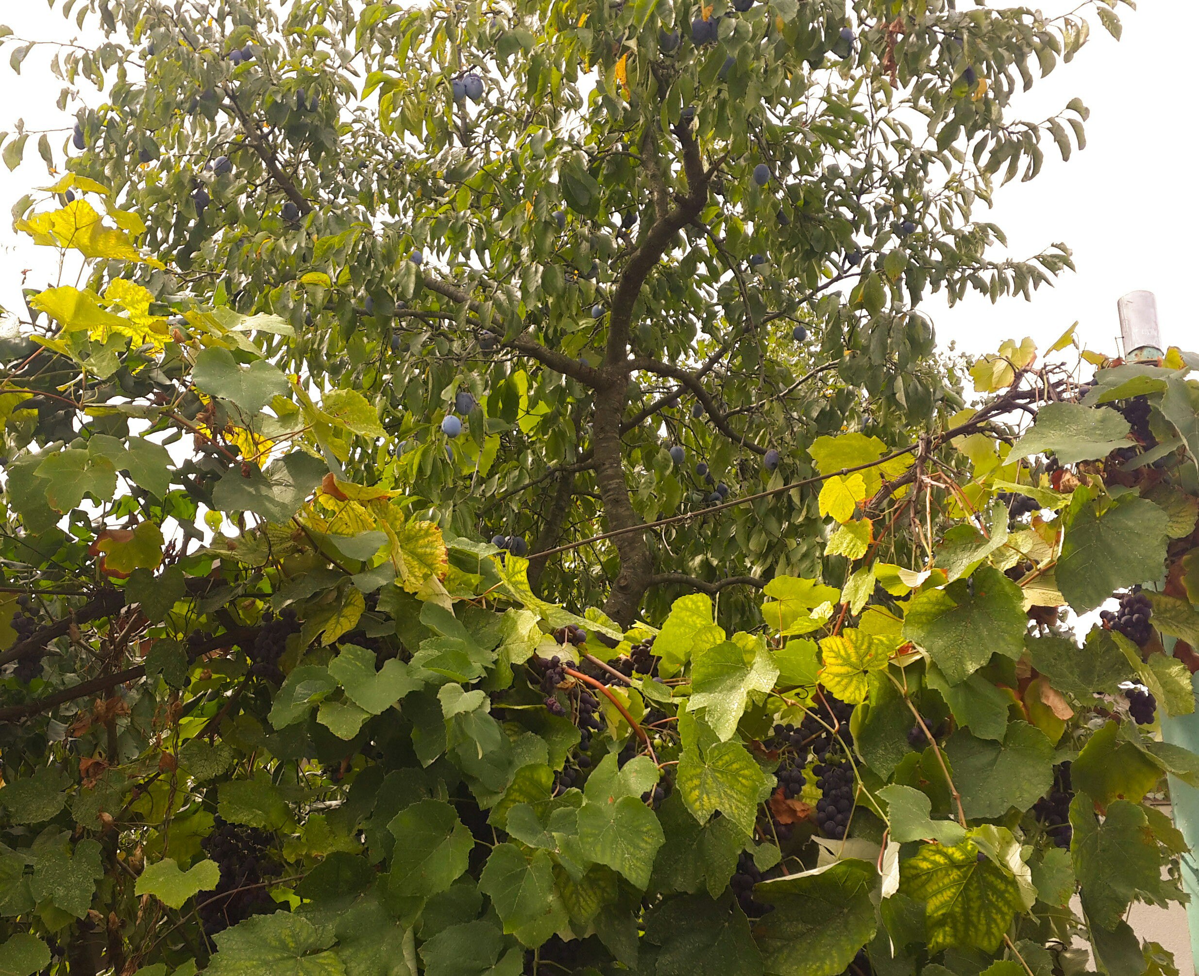 Сливы и виноград