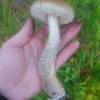 За грибами