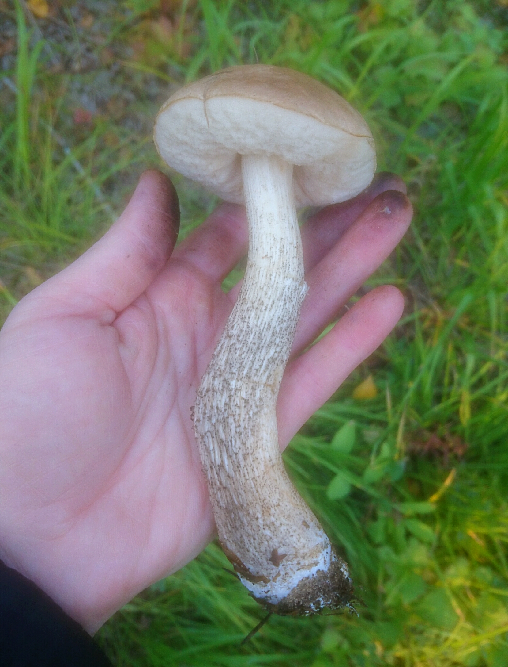 За грибами