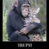 Общий язык Общий язык