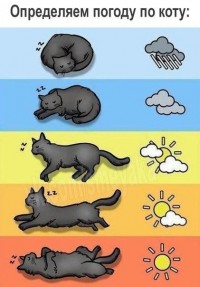 Определяем погоду по коту