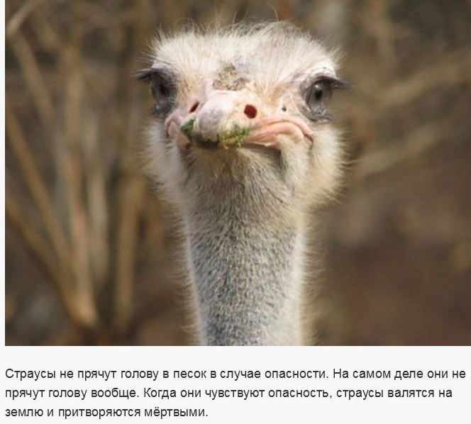 Страус