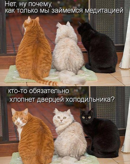 Медитация-холодильник...