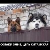 Собаки злые,цепь-китайская Собаки злые,цепь-китайская
