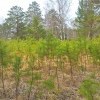 поросль за Родником май 2016