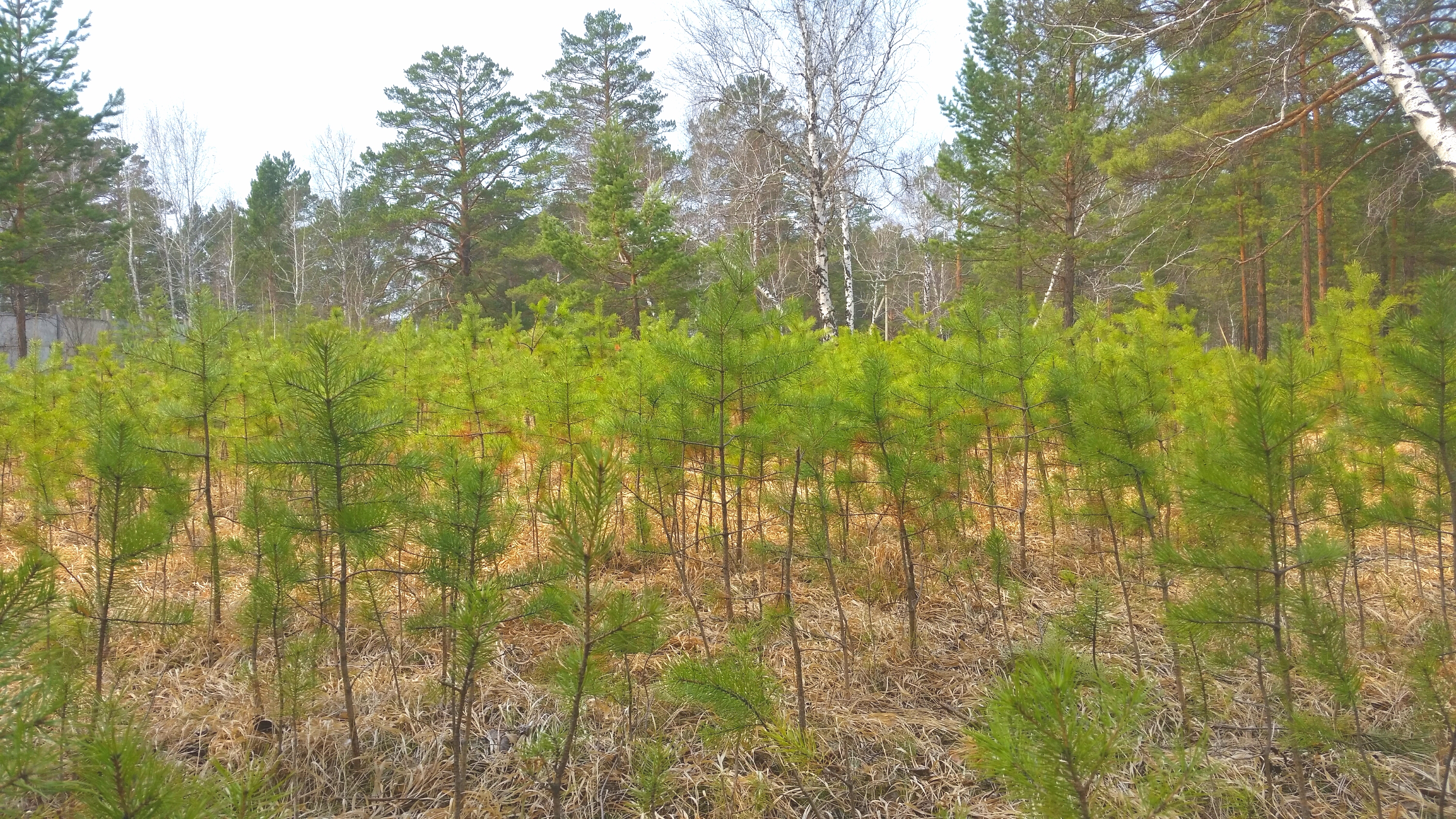 поросль за Родником май 2016