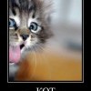 Кот Эйнштейна Кот Эйнштейна