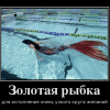 Золотая рыбка Золотая рыбка