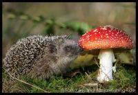 ёжики 9 ёжики 9