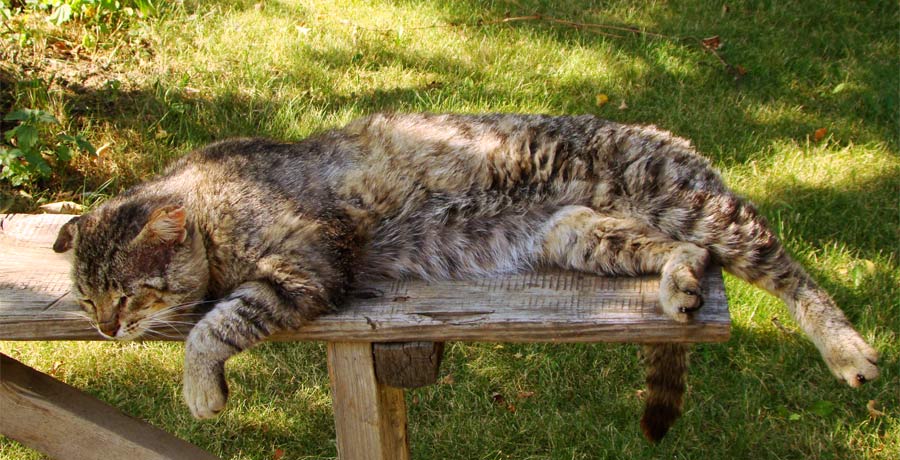 Котик расслабился...