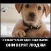 Недостаток у собак