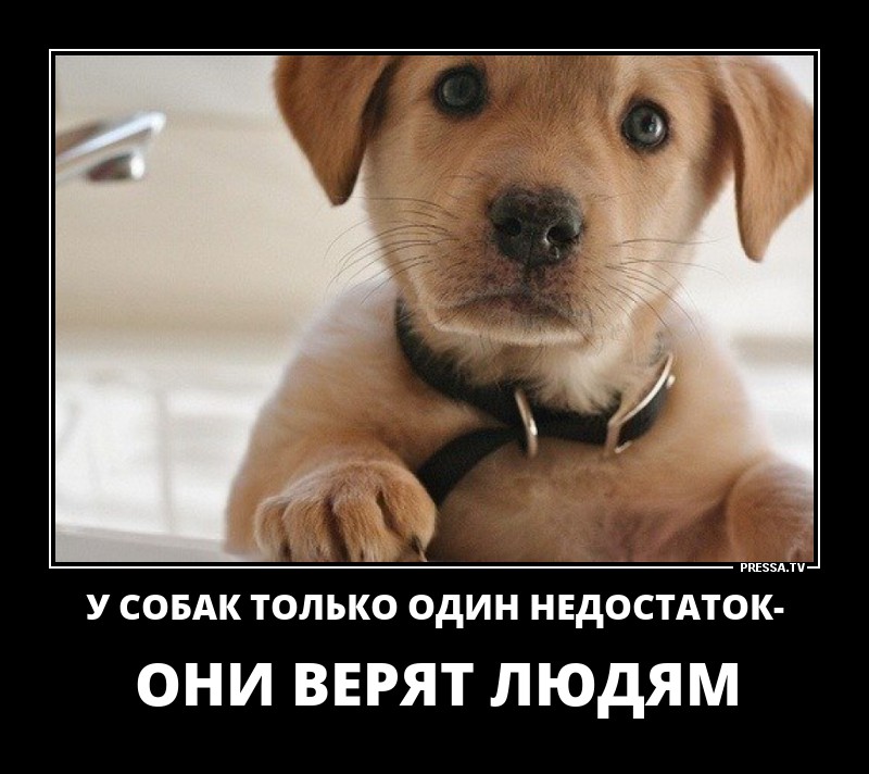 Недостаток у собак