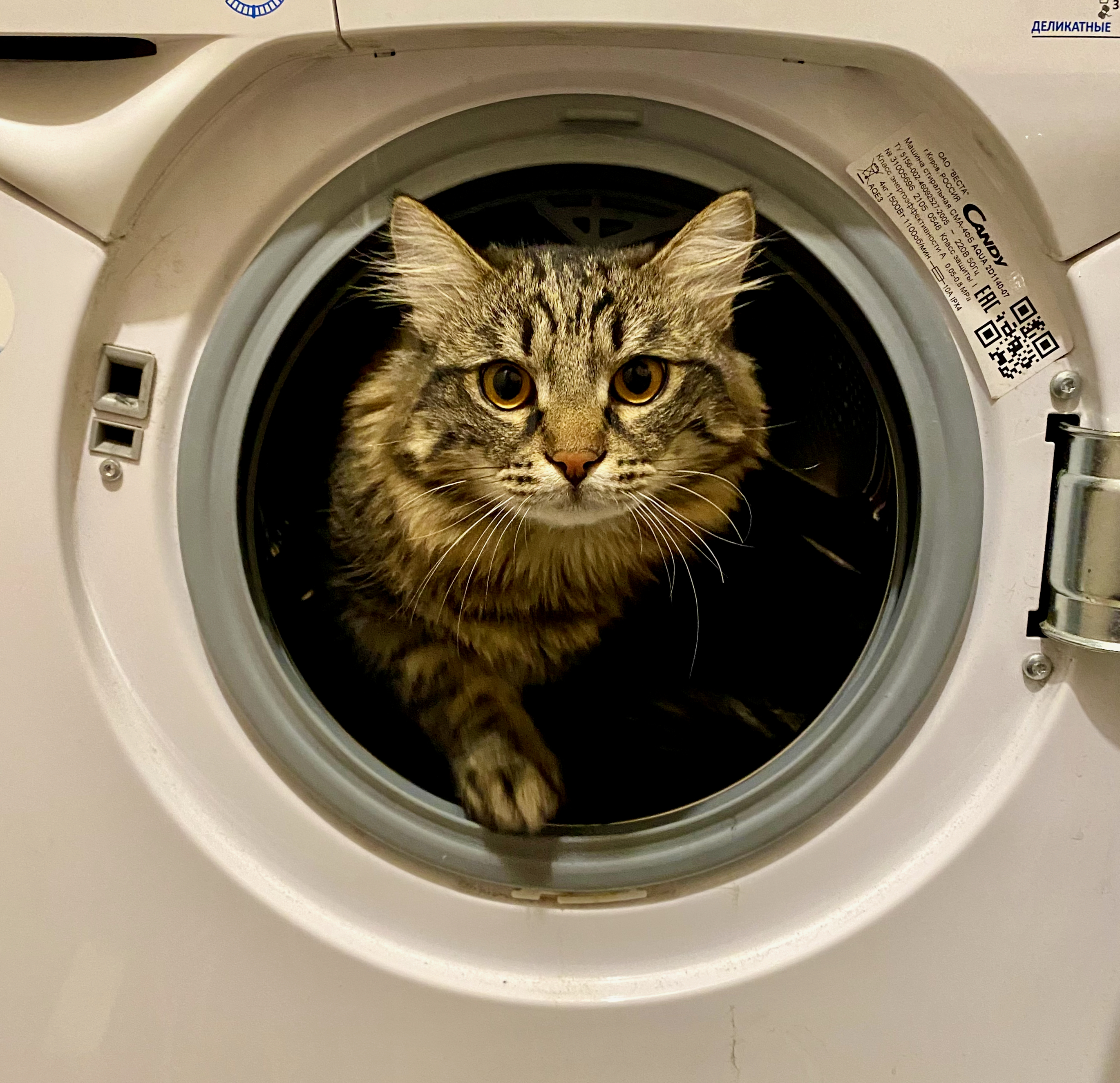 прибытие Фелиноида