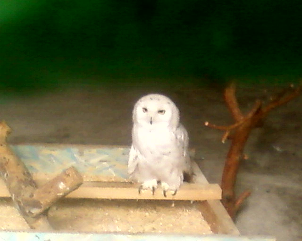 вот какое чудо в зоопарке