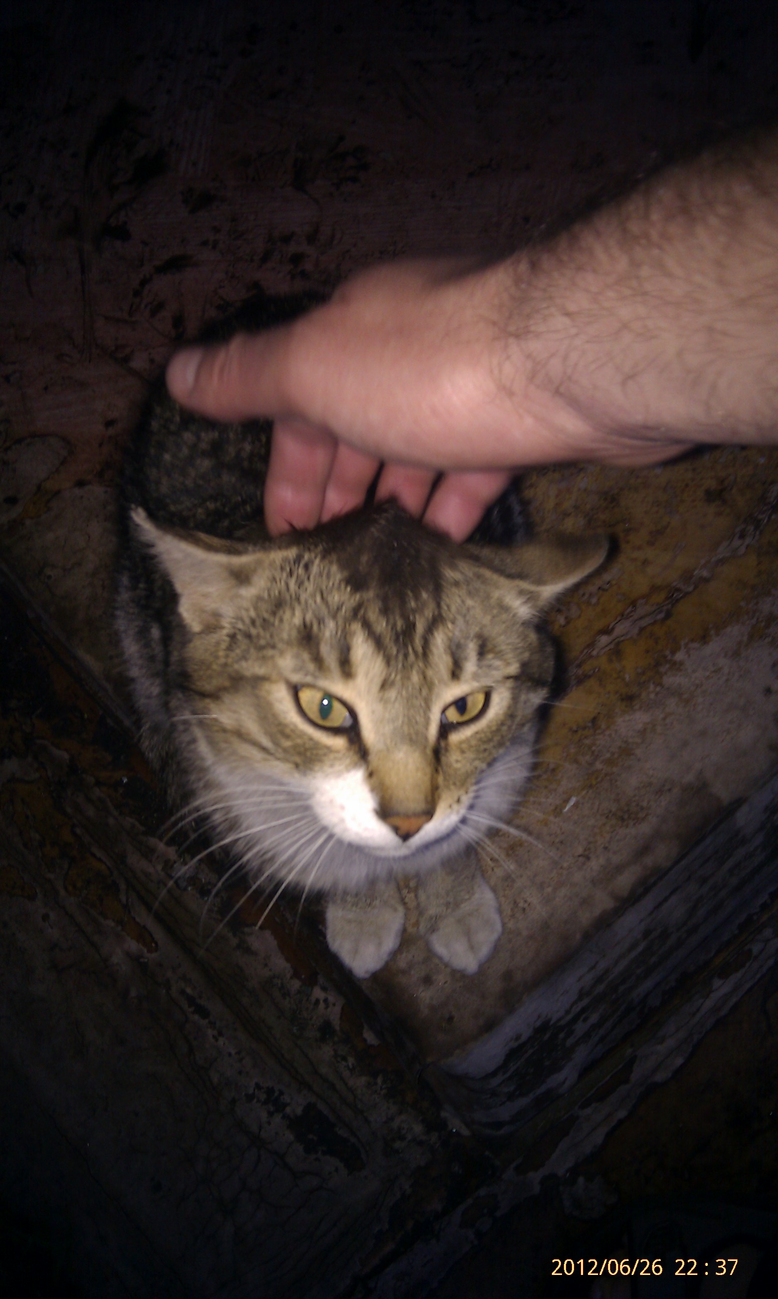 Пришлый тащица кагда гладишь)))))