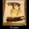 Кэтрис Кэтрис