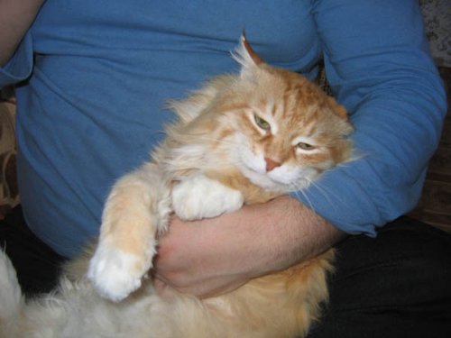 Так выглядит довольный кот!