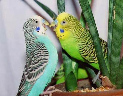 валнистыи папугаи Издевателя, коие сидят на сансивьере