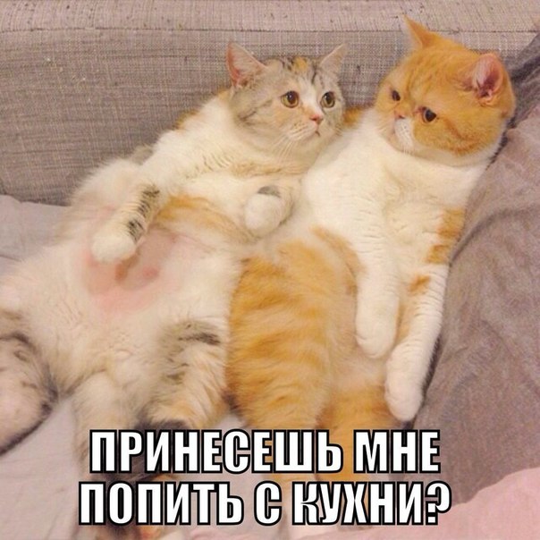 принези папидь з кугхни))))