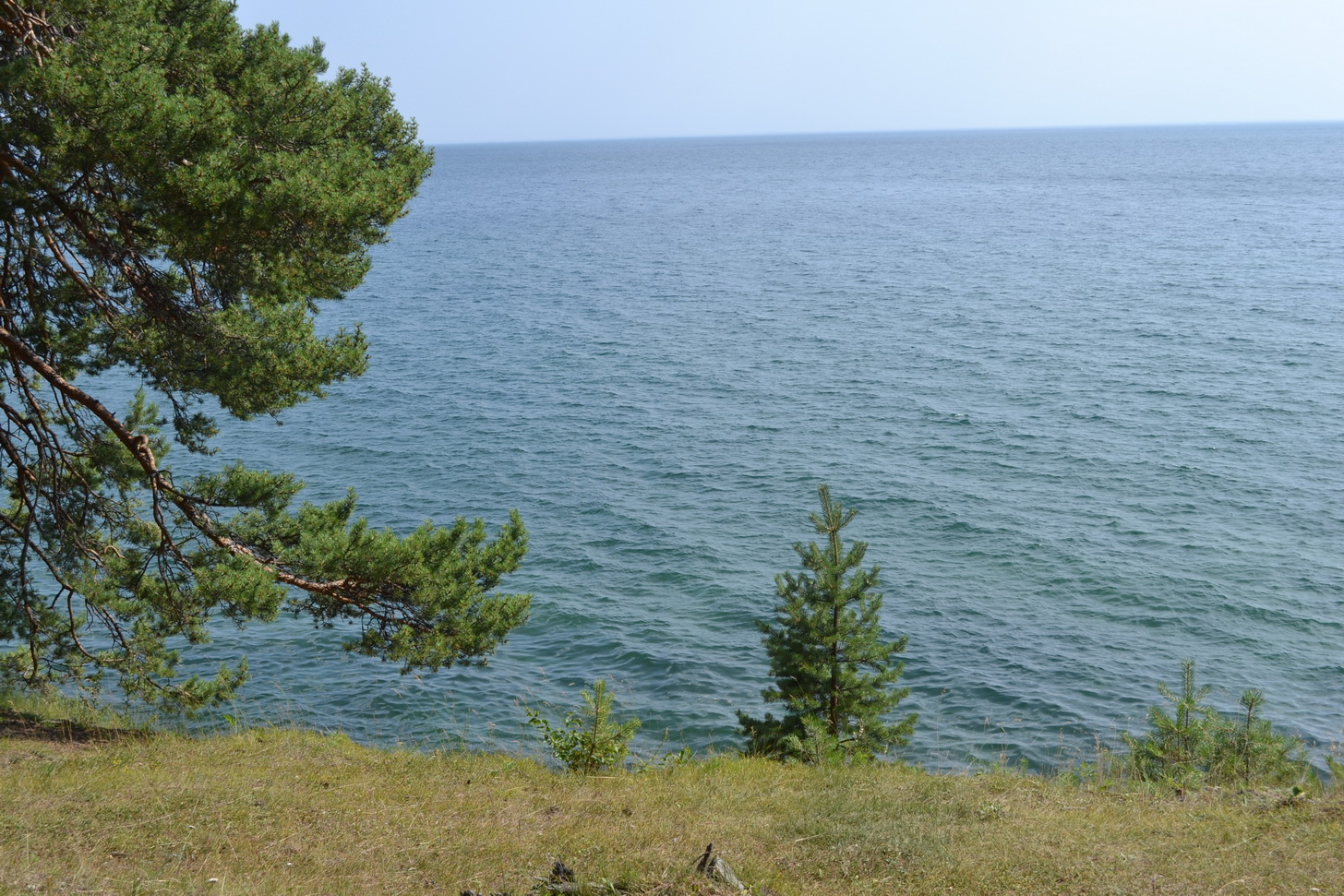 Большие КОты))))))