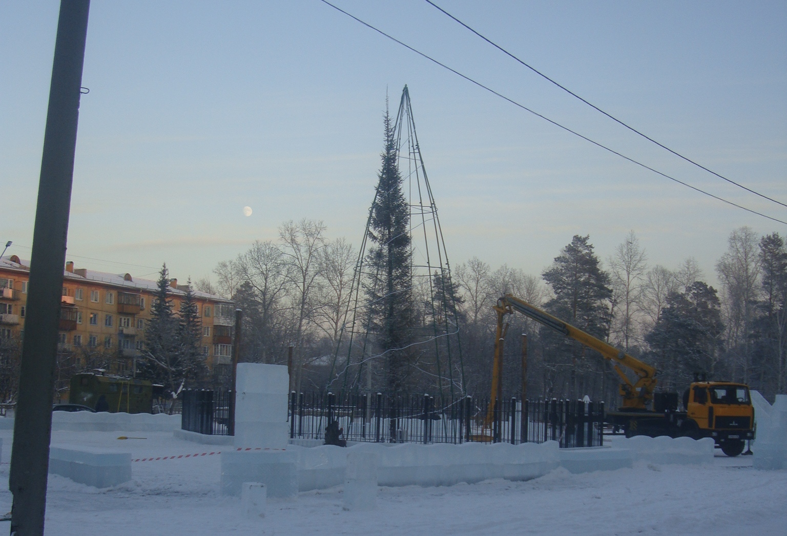 Пизанская ель 