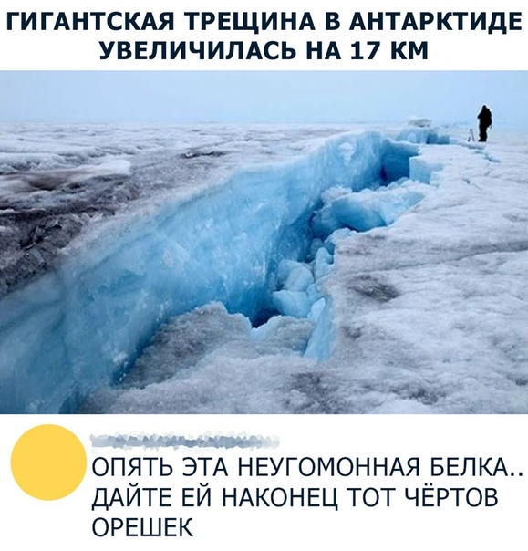 Во всем виновата белка