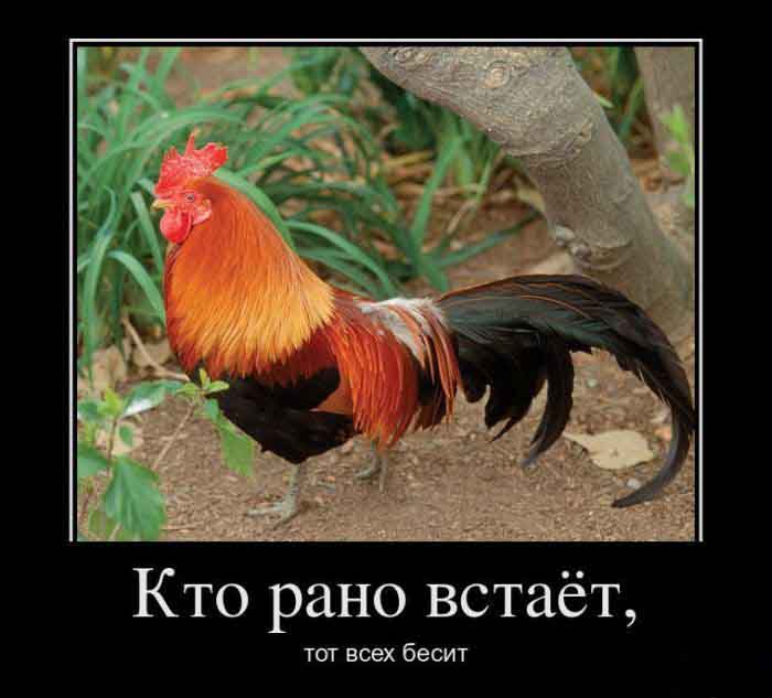 Кто рано встает