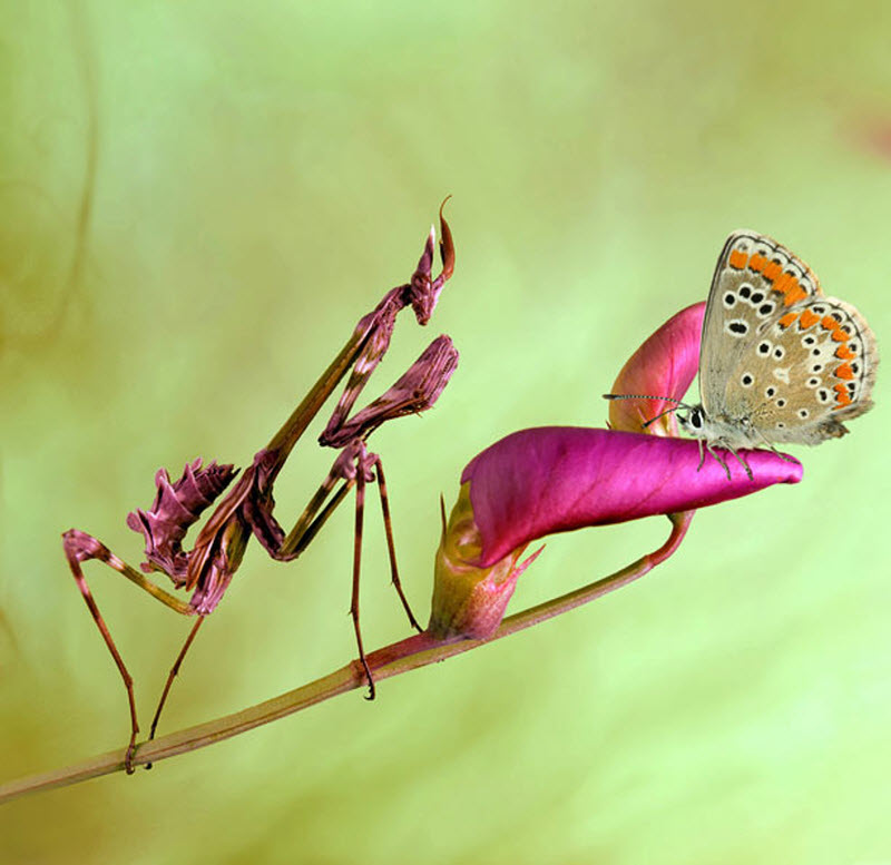 Богомол и бабочка )