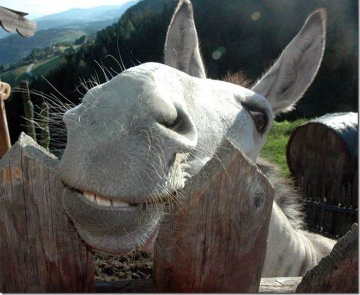 А вы знаете,что 95% людей начинают смеяться над своей шуткой, прежде чем рассказали её кому-то