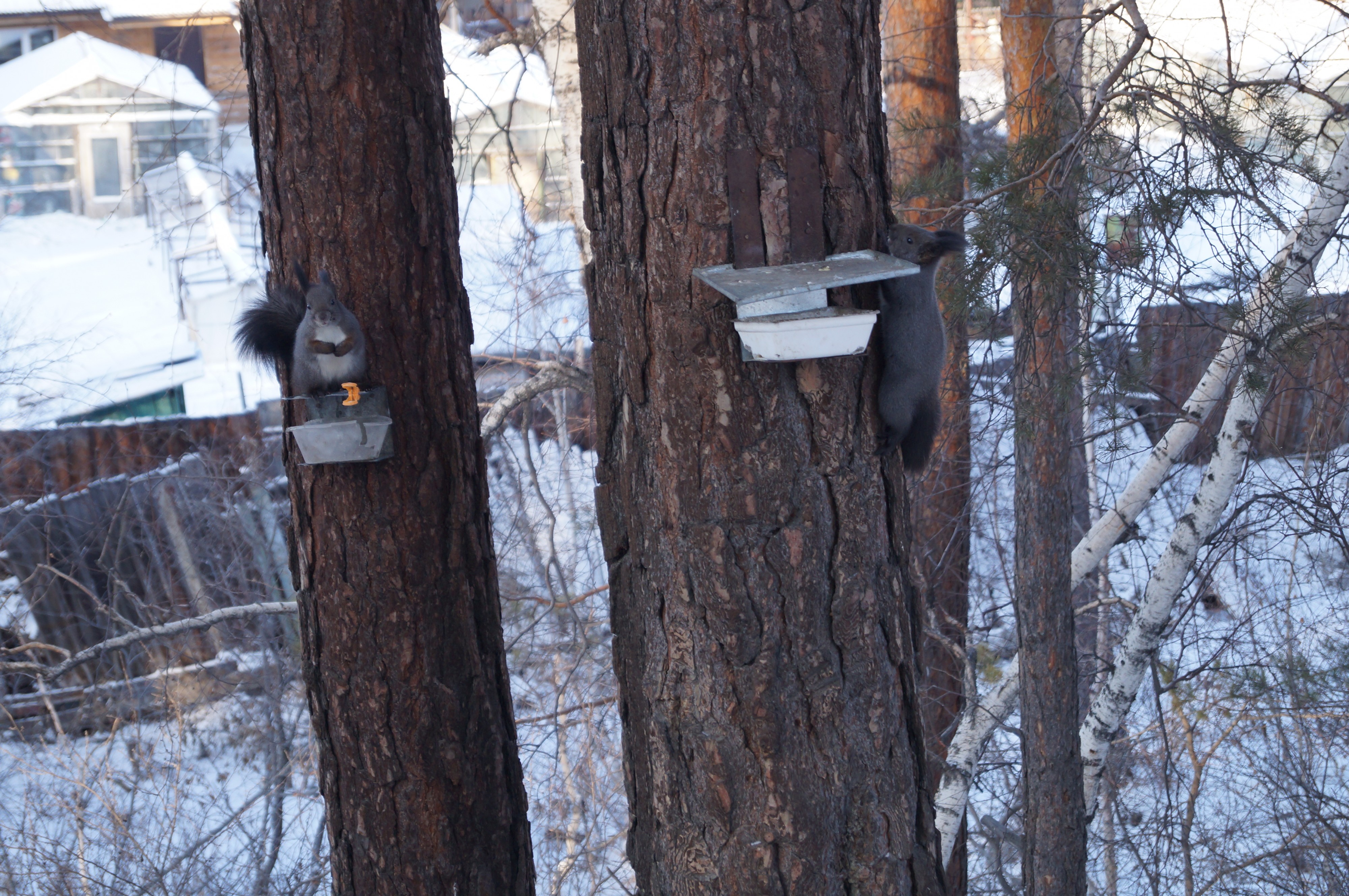 Белки СНТ "Расцвет": есть чо? А если найдём?