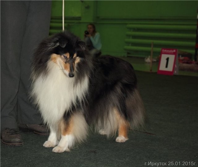 Потерялась колли