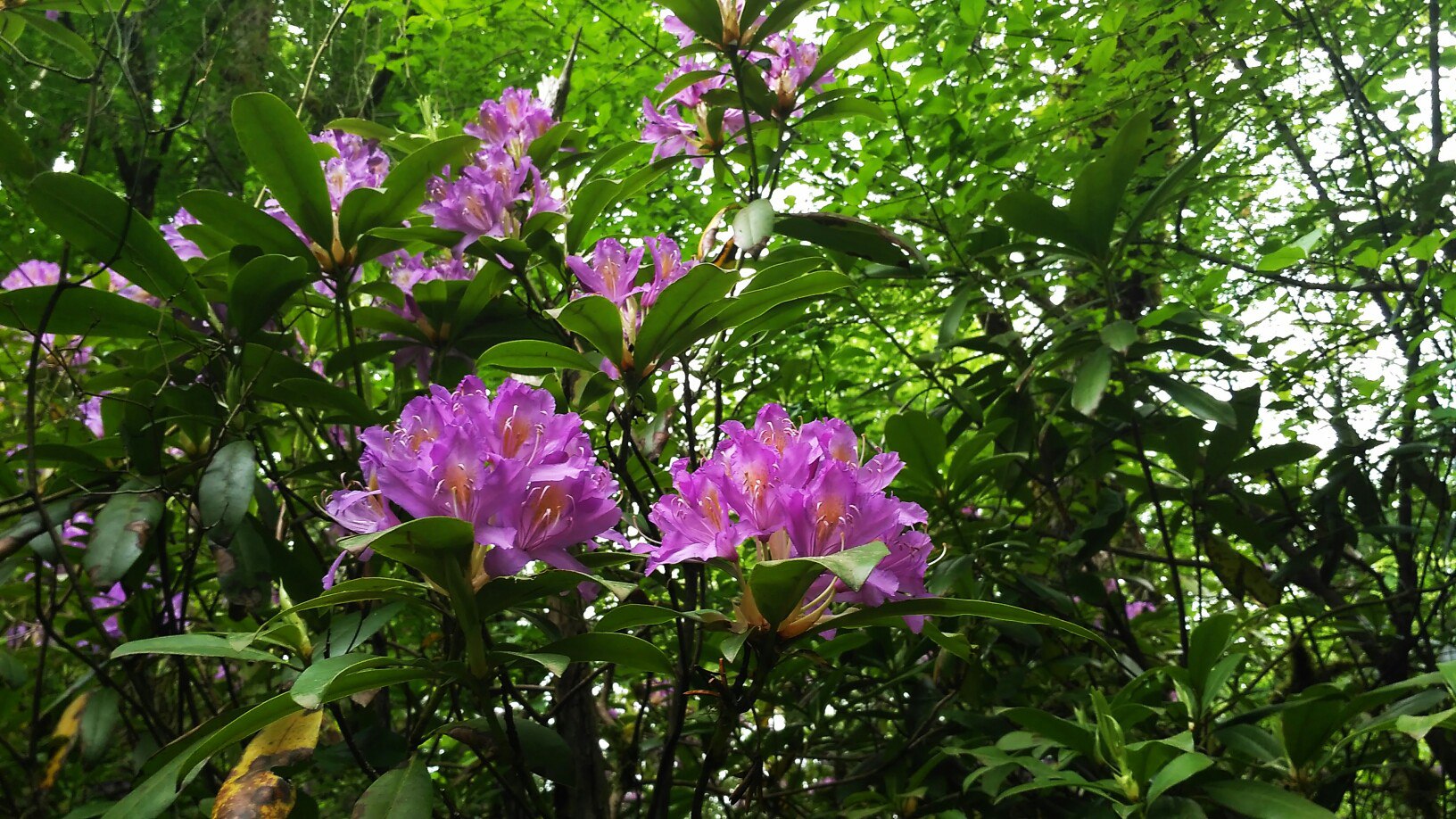 Цветущий рододендрон - просто большой багульник!