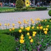 Тюльпаны