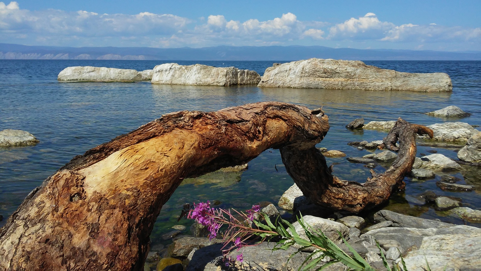 Байкальская гидра