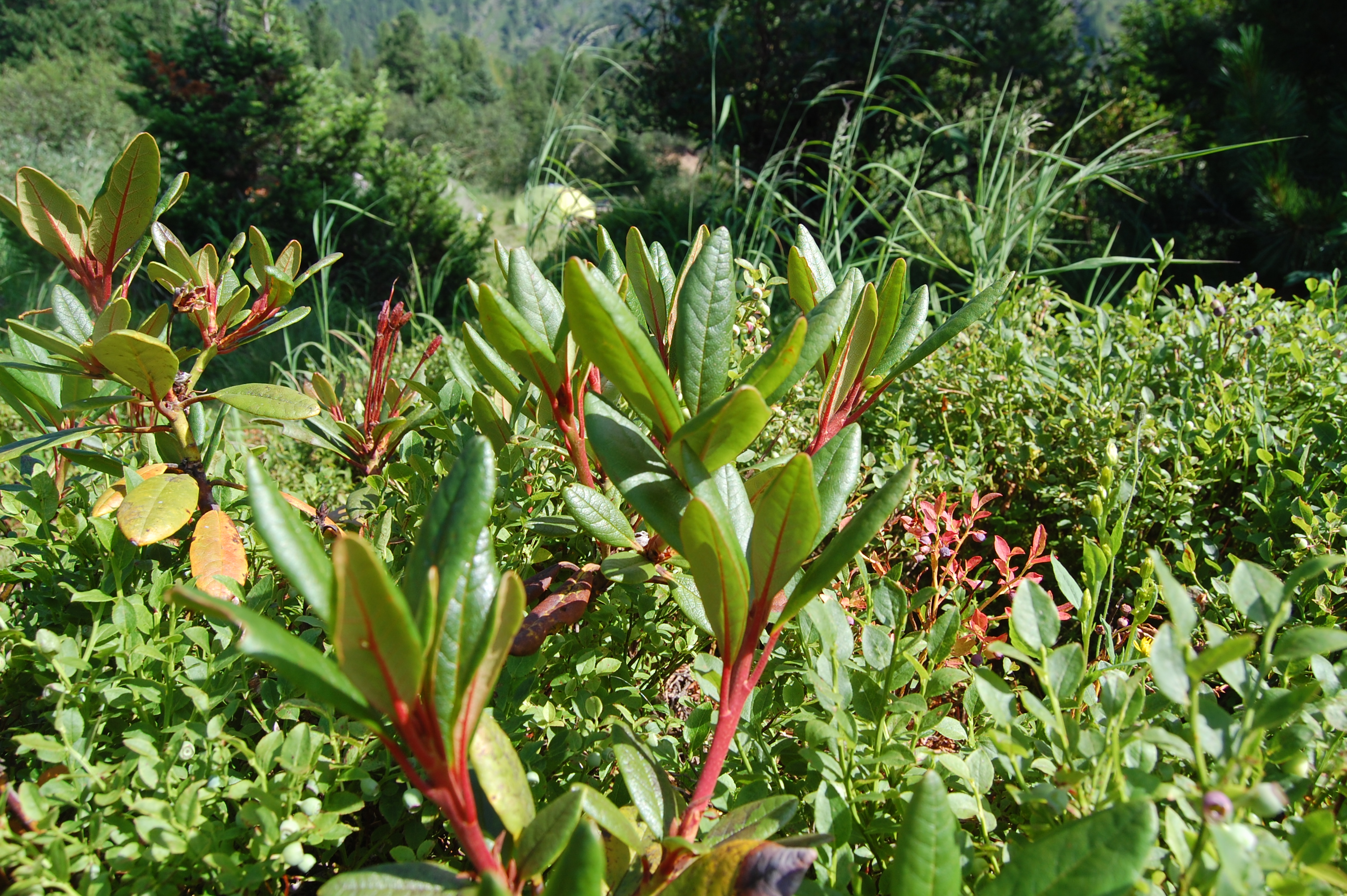 Цветущая кошкара