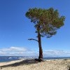 Растет одиноко сосна…