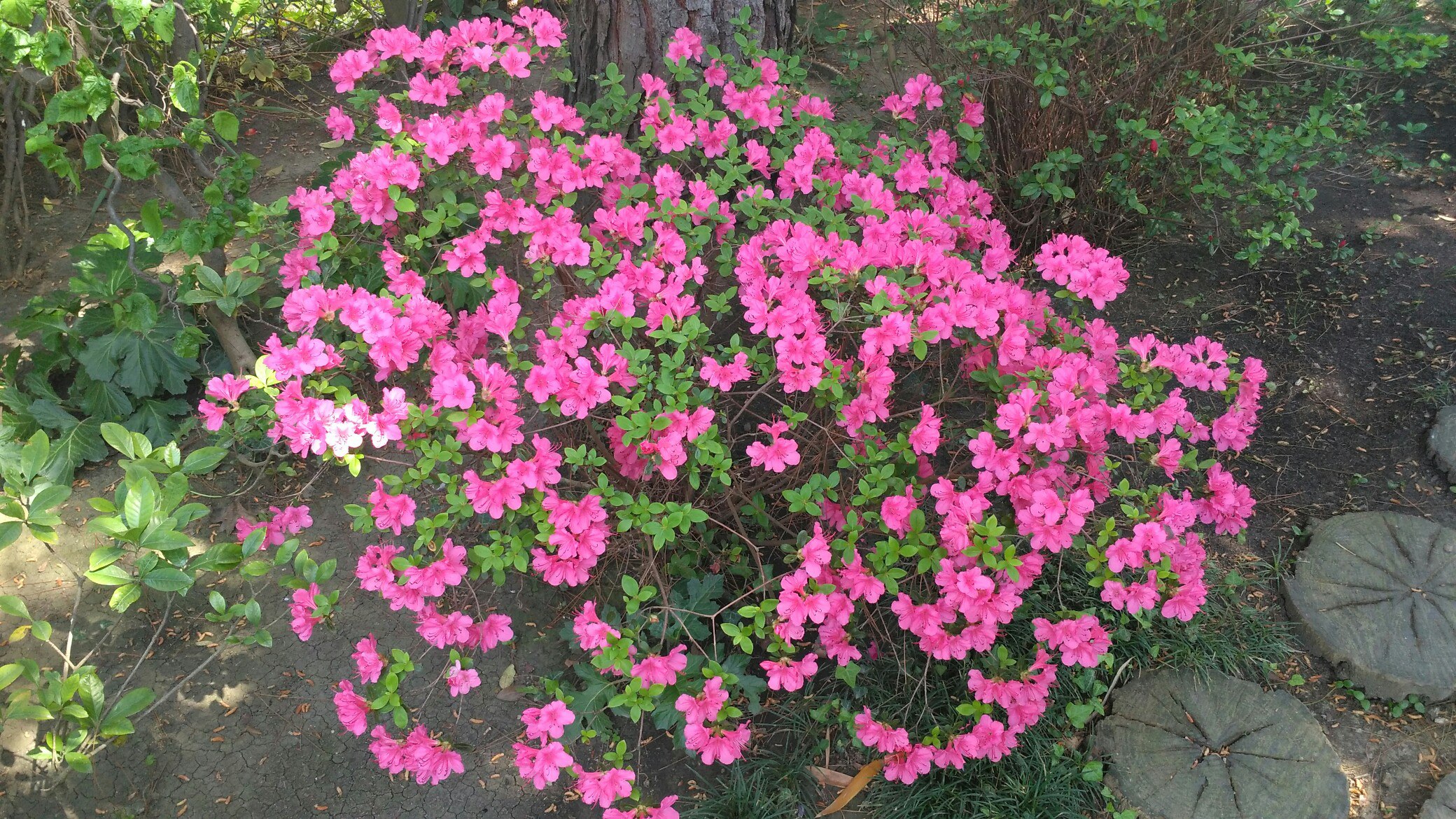 Розовые цветочки