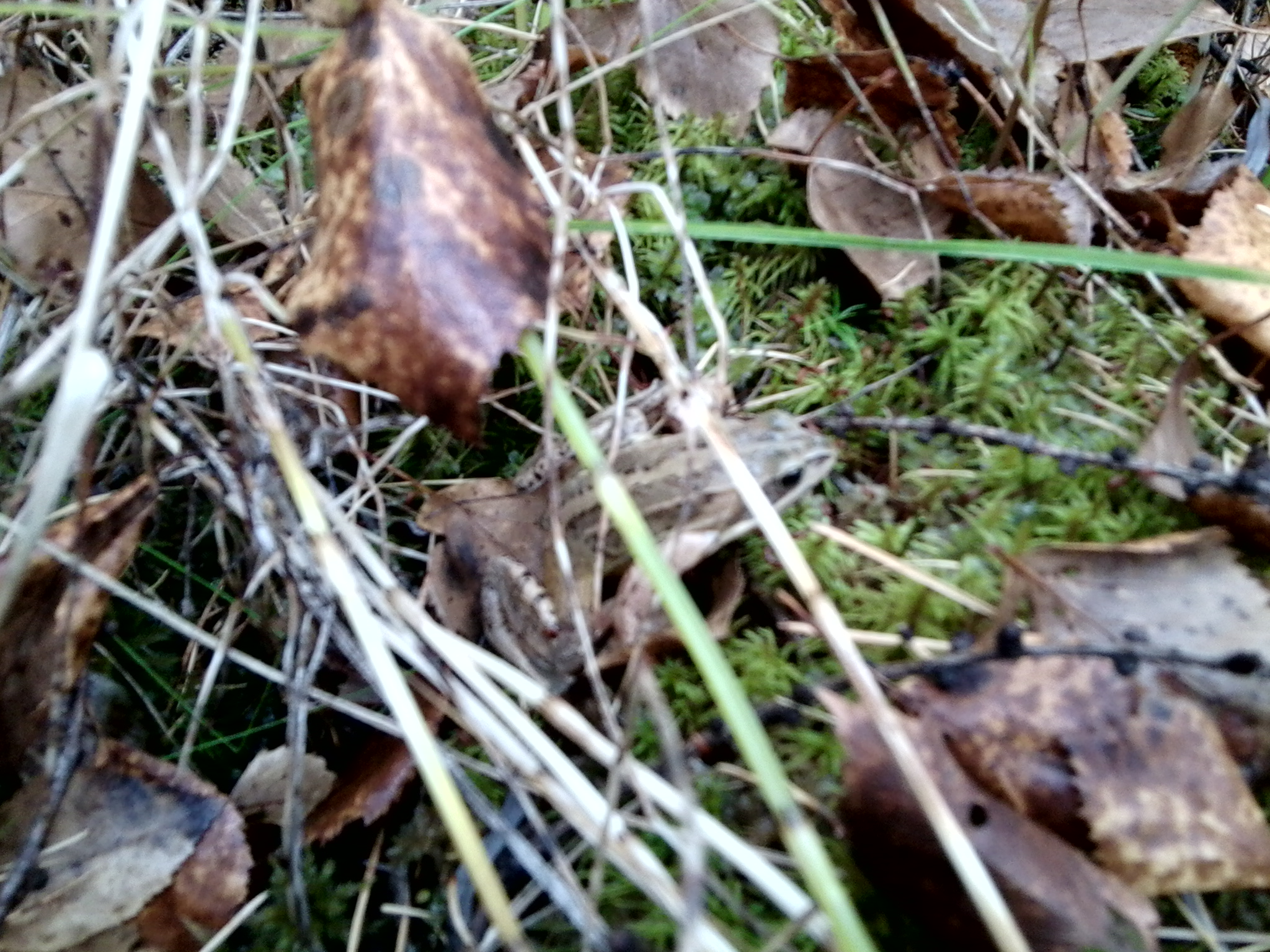 маскировка