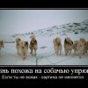 Собачья упряжка Собачья упряжка