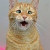 Косоглазенького котейку из Калифорнии Косоглазенького котейку из Калифорнии