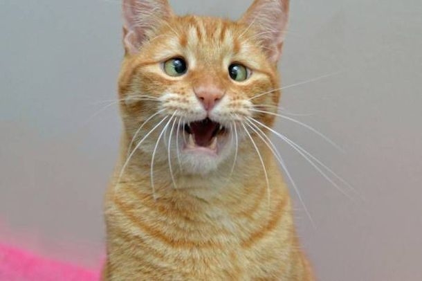 Косоглазенького котейку из Калифорнии 