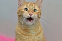 Косоглазенького котейку из Калифорнии Косоглазенького котейку из Калифорнии