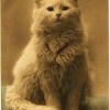 Одна из первых фотографий котэ (1880-1890 гг)