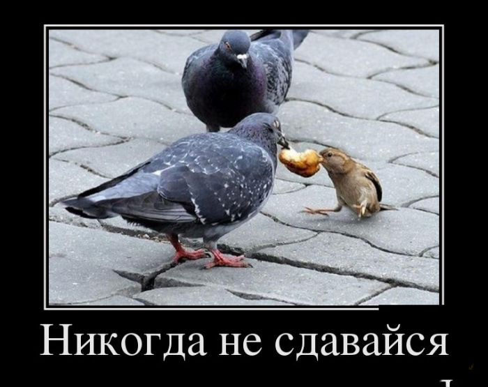 Никогда не сдавайся