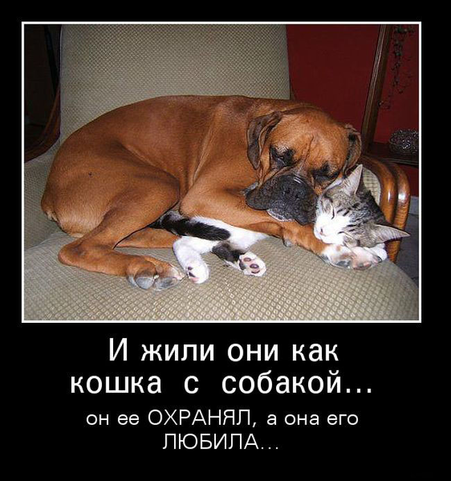Как...кошка с собакой