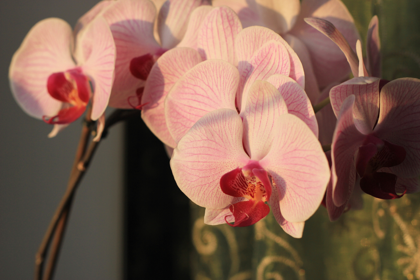 Моя прелесть