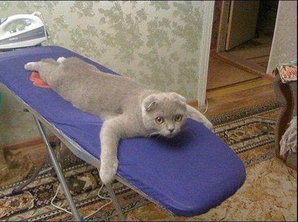 Гладьте меня, гладьте