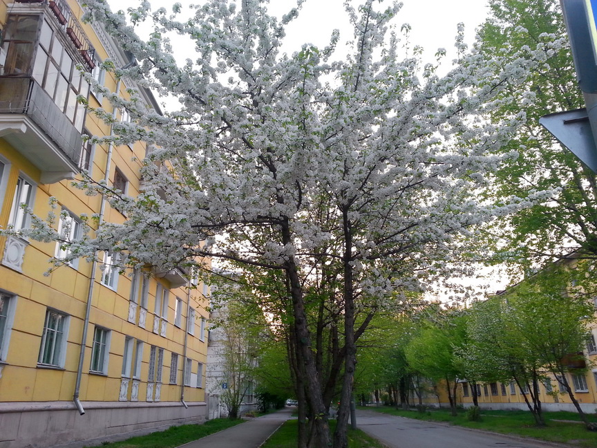 на Саянской цвет 20140516_213407