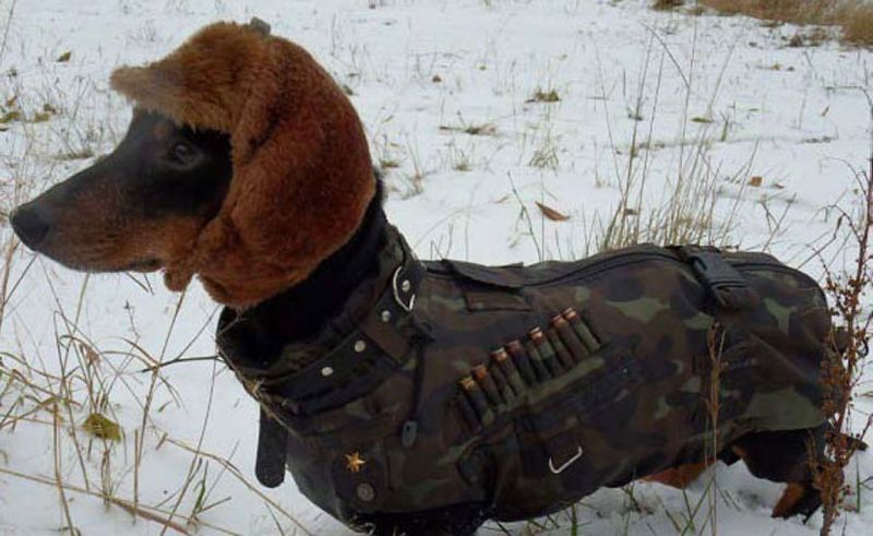 Собака охотница